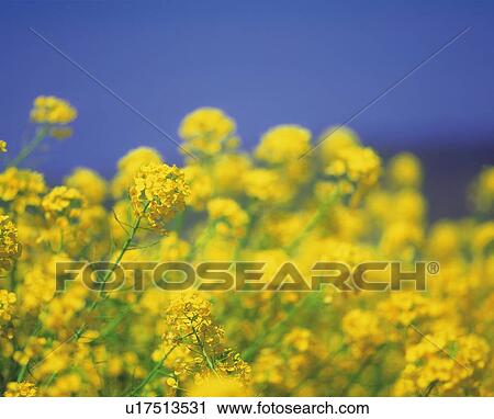 Stock Image - Rape Blossom. Fotosearch
