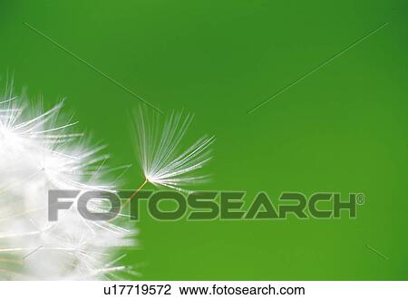 The Fluff of a Dandelion View Large Photo Image Stock Image - The Fluff of a Dandelion. Fotosearch