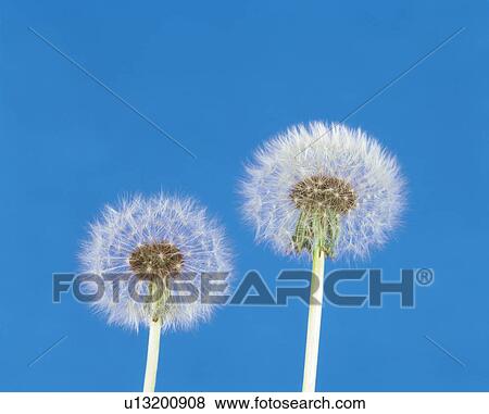 Stock Photo - The Fluff of a Dandelion. Fotosearch