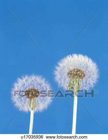 The Fluff of a Dandelion View Large Photo Image Stock Photograph - The Fluff of a Dandelion. Fotosearch
