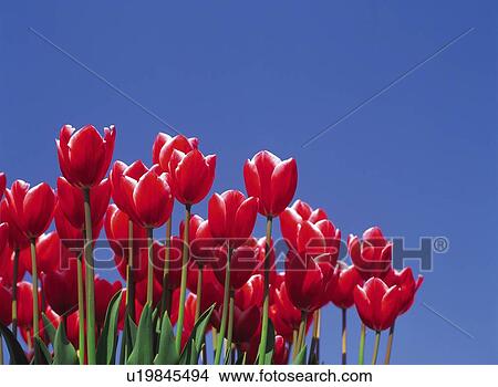 Tulip View Large Photo Image Picture - Tulip. Fotosearch