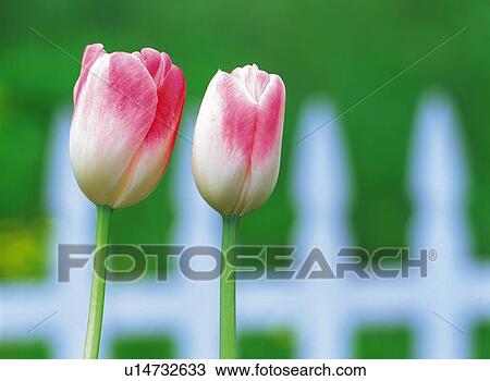 Stock Image - Tulip. Fotosearch