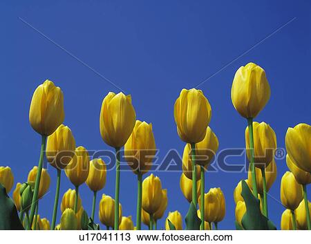 Tulip View Large Photo Image Stock Image - Tulip. Fotosearch