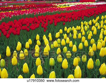 Stock Image - Tulip. Fotosearch
