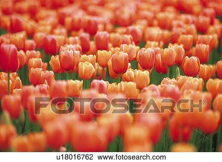 Stock Image - Tulip. Fotosearch