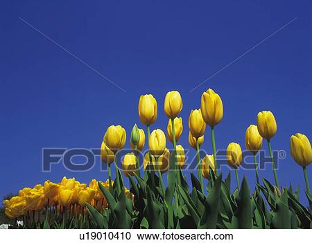 Stock Image - Tulip. Fotosearch