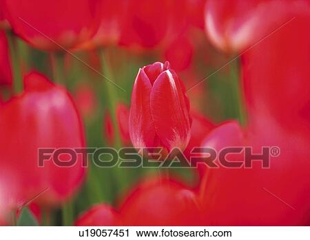 Tulip View Large Photo Image Stock Image - Tulip. Fotosearch