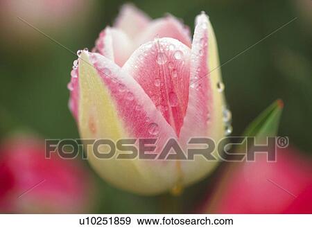 Tulip View Large Photo Image Stock Photo - Tulip. Fotosearch