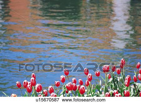 Tulip View Large Photo Image Stock Photo - Tulip. Fotosearch