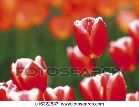 Stock Photo - Tulip. Fotosearch