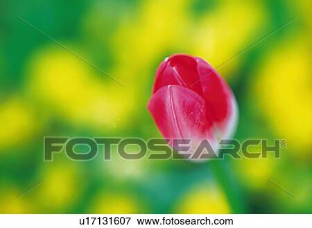 Stock Photo - Tulip. Fotosearch