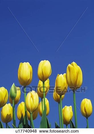 Stock Photo - Tulip. Fotosearch