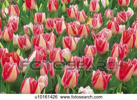 Stock Photograph - Tulip. Fotosearch