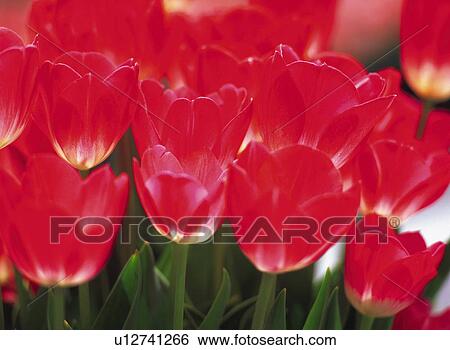 Stock Photograph - Tulip. Fotosearch