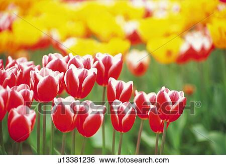 Tulip View Large Photo Image Stock Photograph - Tulip. Fotosearch