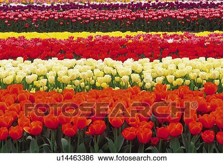 Stock Photograph - Tulip. Fotosearch