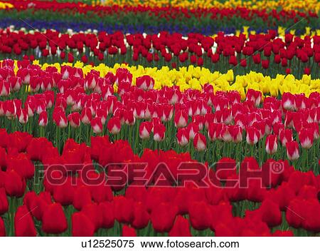 Tulip View Large Photo Image Stock Photography - Tulip. Fotosearch