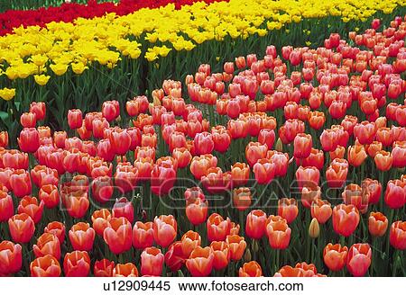 Tulip View Large Photo Image Stock Photography - Tulip. Fotosearch