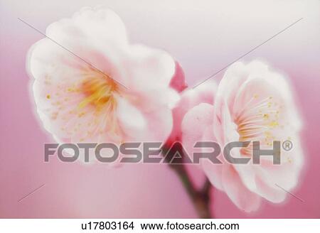 Picture - Ume . Fotosearch
