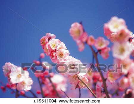 Picture - Ume . Fotosearch