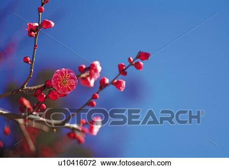Ume View Large Photo Image Stock Image - Ume . Fotosearch