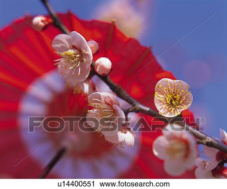 Stock Image - Ume . Fotosearch