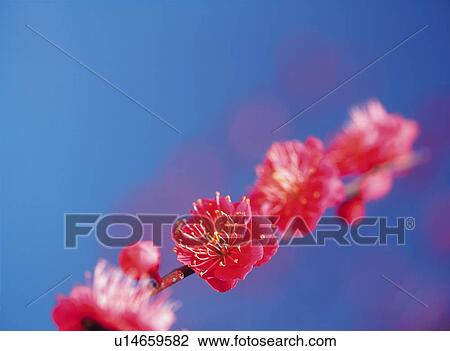 Ume View Large Photo Image Stock Image - Ume . Fotosearch