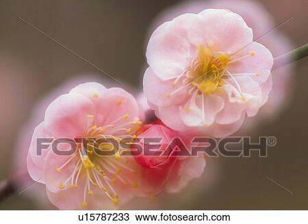 Stock Image - Ume . Fotosearch
