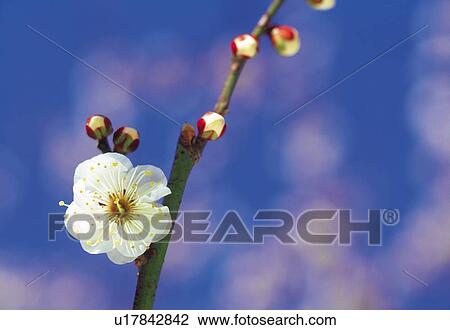 Stock Image - Ume . Fotosearch