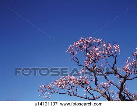 Stock Photo - Ume . Fotosearch