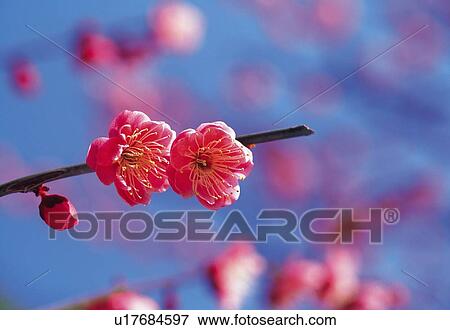 Ume View Large Photo Image Stock Photo - Ume . Fotosearch