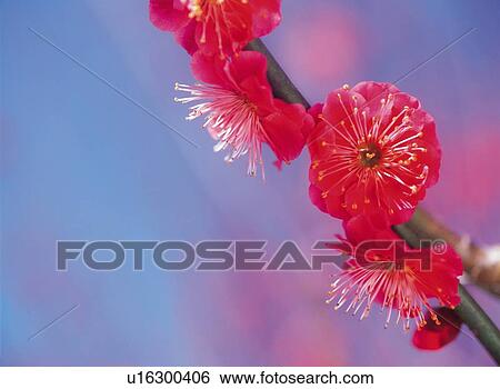 Stock Photograph - Ume . Fotosearch