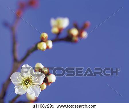 Stock Photography - Ume . Fotosearch