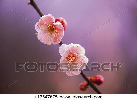 Ume View Large Photo Image Stock Photography - Ume . Fotosearch