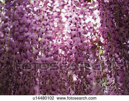 Wisteria View Large Photo Image Stock Image - Wisteria. Fotosearch