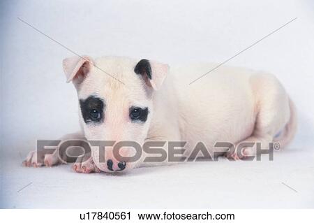 a Bull Terrier, Lying on a White Ground, Looking at Camera, Side View View Large Photo Image Stock Image - a Bull Terrier, Lying on a White Ground, Looking at Camera, Side View. Fotosearch