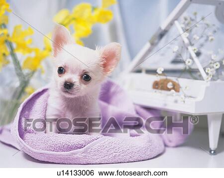 Stock Photograph -  a Chihuahua Covered in a Purple Blanket, Looking Sideways, Front View. Fotosearch