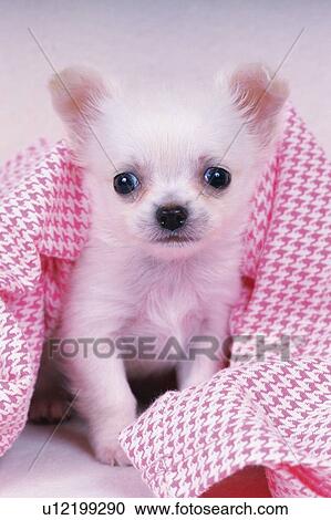 Stock Image -  a Chihuahua, Covered in a Red-colored Blanket, Looking at Camera, Front View. Fotosearch