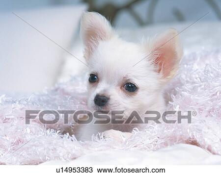 Stock Image -  a Chihuahua Covered in a White Fluffy Blanket, Looking Sideways, Side View. Fotosearch