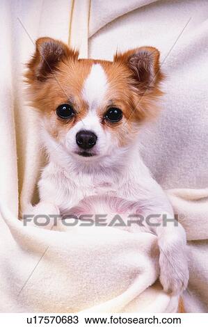 Stock Image -  a Chihuahua, Covered in a White Blanket, Looking at Camera, Front View. Fotosearch