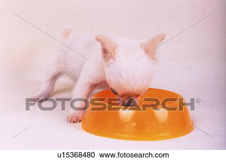 Stock Image -  a Chihuahua, Eating From an Orange Feeding Bowl, Side View. Fotosearch