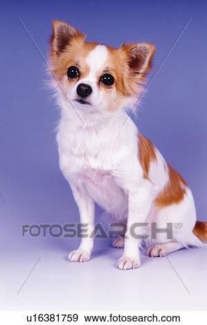 Stock Photo -  a Chihuahua in a Blue Backround, Side View. Fotosearch