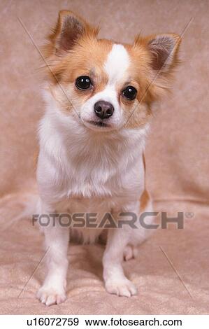 a Chihuahua in a Brown-colored Backround, Looking at Camera, Front View View Large Photo Image Stock Photo - a Chihuahua in a Brown-colored Backround, Looking at Camera, Front View. Fotosearch