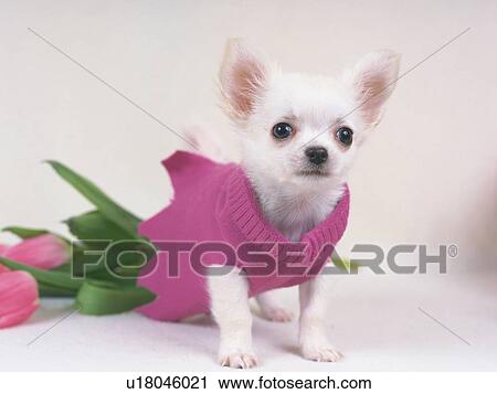 a Chihuahua in a Pink-colored Dog-Suit, Looking Sideways, Side View View Large Photo Image Stock Image - a Chihuahua in a Pink-colored Dog-Suit, Looking Sideways, Side View. Fotosearch
