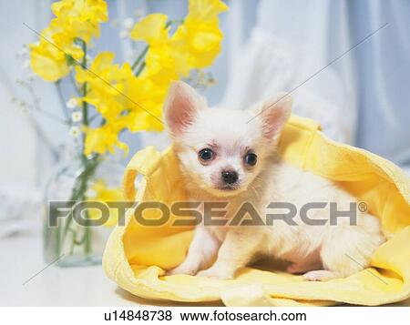 a Chihuahua in a Yellow Bag, Looking Sideways, Differential Focus, Front View View Large Photo Image Stock Photo - a Chihuahua in a Yellow Bag, Looking Sideways, Differential Focus, Front View. Fotosearch