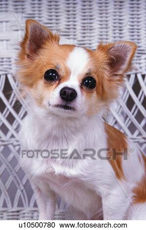 a Chihuahua, Looking at Camera, Front View View Large Photo Image Stock Image - a Chihuahua, Looking at Camera, Front View. Fotosearch