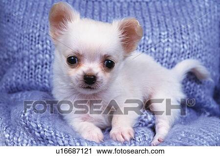 a Chihuahua, Lying on a Blue Wool Blanket, Looking Down, Front View View Large Photo Image Stock Image - a Chihuahua, Lying on a Blue Wool Blanket, Looking Down, Front View. Fotosearch