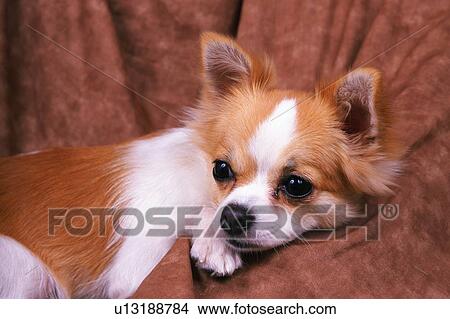 a Chihuahua, Lying on a Brown-colored Couch, Looking Sideways, Side View View Large Photo Image Picture - a Chihuahua, Lying on a Brown-colored Couch, Looking Sideways, Side View. Fotosearch