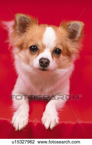 Stock Image -  a Chihuahua, Lying on a Red Couch, Looking at Camera, Differential Focus, Front View. Fotosearch