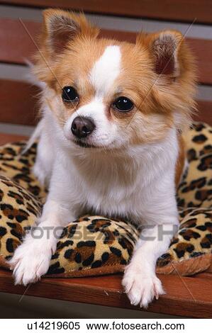 a Chihuahua, Lying on a Leopard-patterned Pillow, Front View View Large Photo Image Stock Photography - a Chihuahua, Lying on a Leopard-patterned Pillow, Front View. Fotosearch